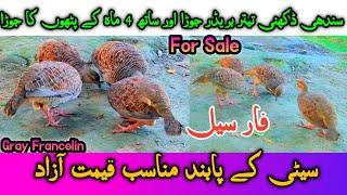 Sindhi Dakhni Teetar For Sale Breeder pair with Chicks Khola ghomy wala teetar