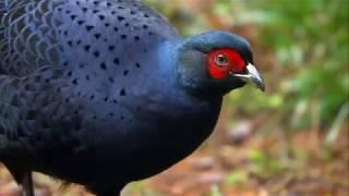 Taiwan Bird Mikado Pheasant 大雪山王者－黑長尾雉（英文版）