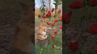 Cute rabbit eat strawberry