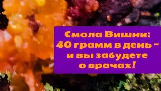 Смола Вишни Камедь свойства и польза для организма