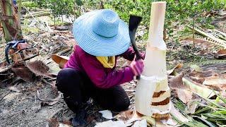 Unique Work Dwarf Coconut Trees Cutting Skills