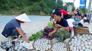 6 months raising ducklings they grow up building nests harvesting duck eggs to market sell