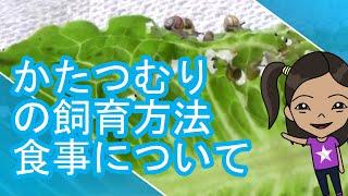 かたつむりを飼育する際にあげる食事の説明カタツムリがレタスを食べる様子の撮影