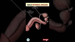 Male internal organ animation‍️ Male Reproductive System #shortsvideo #health #fitness #animation
