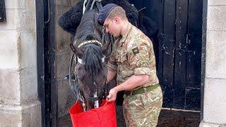 Kings Horse Gulps Cool Drink of Water as London Swelters in Hottest Day of the Year