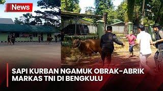 Detik-Detik Sapi Kurban Ngamuk dan Kabur ke Jalan Raya hingga Masuk Markas TNI