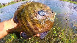 fishing for DINNER PLATE BLUEGILL WE GOT KICKED OFF