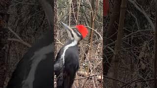 Found the real life Woody Woodpecker in Edmonton River Valley