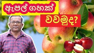 ඇපල්  බීජ පැල කරමුද?  How to Plant Apple Seeds at Home  Ceylon Agri  Episode 207