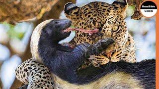 Honey Badger Shows The Leopard Whos The Boss 