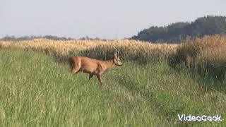 Polowanie na Rogacza  Roebuck Hunting