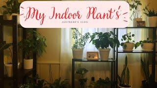 Houseplant Care Tips For Beginners  Judybear’s Vlog