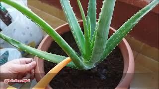 SAKSI DEĞİŞTİRME ALOE VERA  SAKSI DEĞİŞİMİ NASIL YAPILIR ?