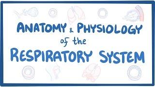 Anatomy and physiology of the respiratory system