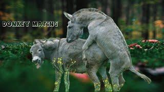 #Donkey Mating First Time 2021