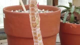 EUPHORBIA LEUCONEURA - MADAGASCAR JEWEL PLANT