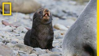 Fur Seals Overcome Extinction On ‘Resurrection Island’ – Ep. 1  Wildlife Resurrection Island