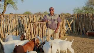 How to be successful in goat farming