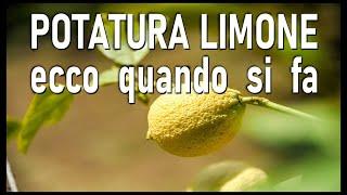 POTATURA DEL LIMONE si fa in 3 periodi dellanno lemon pruning - poda de limon