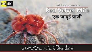 Red Velvet mite بیر بہوٹی Documentary