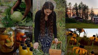 Making our favourite fall staples - Fire Cider Ginger shots & Sauerkraut. - A calming visual diary.