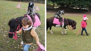 Little Girl Teaches Dog To Ride Tiny Pony