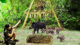 Build a shelter earth hut  Build a big trap & Ambush for prey