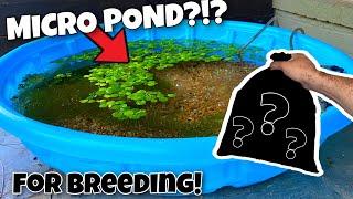 MINI POOL Pond For Breeding Platy Fish??