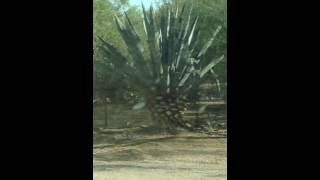 Bobcat Catches Bird