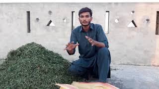 Alfalfa  losan. How to pack hay .