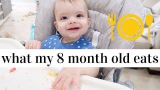 WHAT MY 8 MONTH OLD EATS IN A DAY  EASY BABY LED WEANING IDEAS
