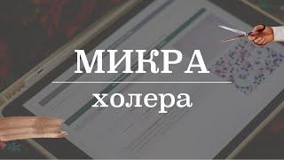 Холера этиология диагностика лечение  Микробиология