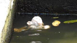 OhRIP Baby monkey drowning in water nearly passed away Got rescued by human