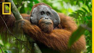 A Rare Look at the Secret Life of Orangutans  Short Film Showcase
