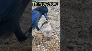 Thirsty crow using its wisdom  88news