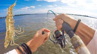 Tossing Shrimp in Totally NEW SPOTS Loaded the Boat Catch & Cook