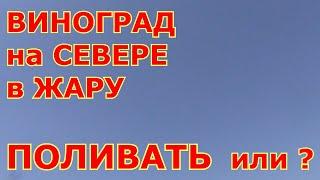 ВИНОГРАД на СЕВЕРЕ в ЖАРУ. Когда ПОЛИВАТЬ ВИНОГРАД