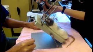 MDS fiberscope rat intubation