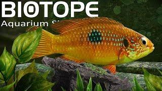 INSANELY Detailed Aquarium Simulator  Biotope Gameplay