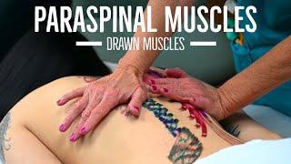 How to Massage the Paraspinal Muscles  Drawn Muscles