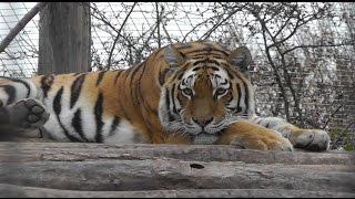 Sibirischer Tiger Panthera tigris altaica - Siberian tiger - Zoo Vienna