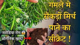 गमले मे सैकड़ों मिर्च पाने का सीक्रेट तरीका  Best Organic Fertilizer And Chilli Plant Care in Hindi