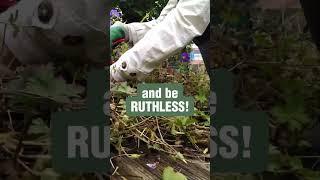 Cutting back Geranium Rozanne