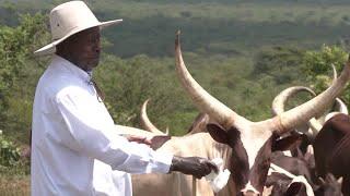 Ugandas President Yoweri Museveni touts beef and less borrowing