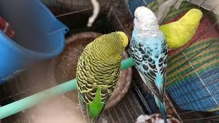 Birds of the Thunderstorm Braving the Elements