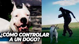 ¿Qué hacer si un dogo muerde a una persona? Explicado por un criador de dogos argentinos
