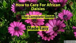 How to Care For African Daisies. The Complete Growing Guide.