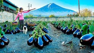 Harvesting Salted Eggplant Goes To Market Sell  Tiểu Vân Daily Life