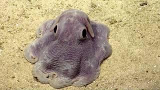 Dumbo Octopus in Action  Nautilus Live