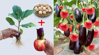 Unique Skill Growing Eggplant with Apples Using Techniques New ​ Growing Eggplant At Home